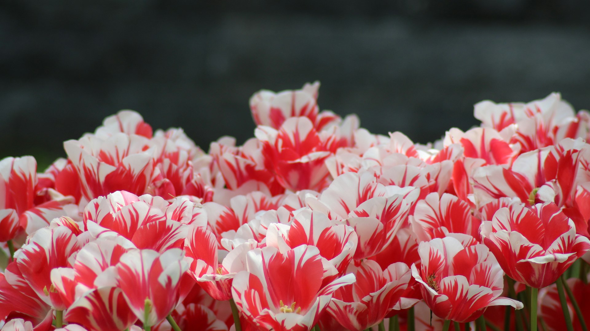 Turkey in Spring: March to May Travel Guide